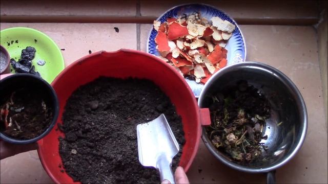 Цитрусовые. Кожура хороша для дренажа комнатным растениям Цитрусовые смотреть онлайн