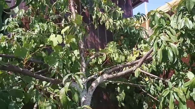 Персик прекрасно зимует и плодоносит.