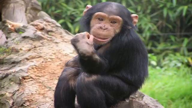 Monkey Sounds - Wilder Sounds Of Nature | Peter's World Animal Sounds смотреть онлайн