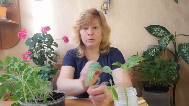 Пикировка томатов. Малиновый трюфель - сорт. смотреть онлайн