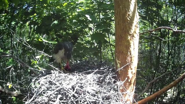 Самка ястреба-перепелятника ест в гнезде добычу и к ней возвращается слёток ( Accipiter nisus ) смотреть онлайн