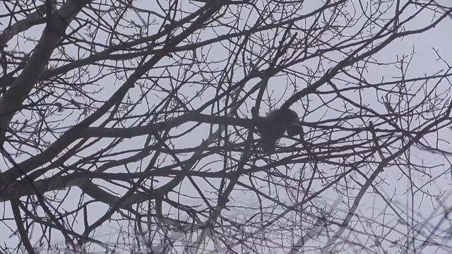 Охота с лайкой на куницу. Ах, туман туман... смотреть онлайн