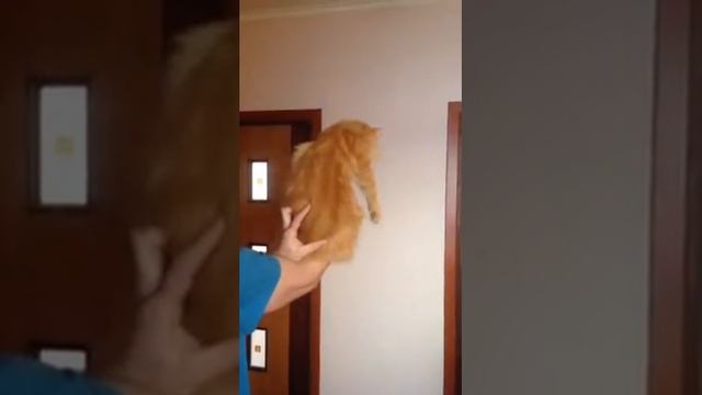 Мейн кун девочка красный мрамор смотреть онлайн