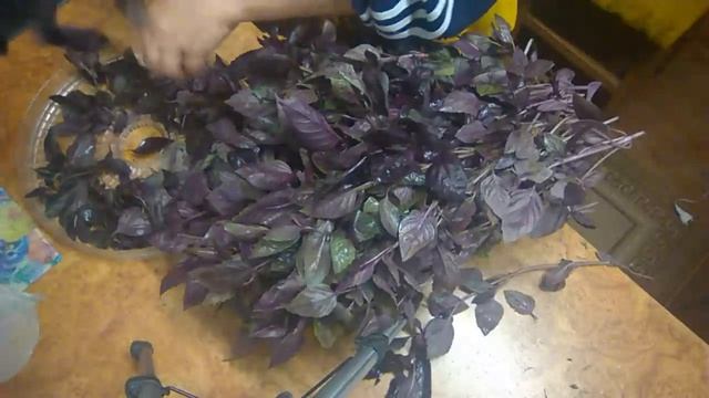 //Мой Базилик//Выращенный в теплице//Сушка// смотреть онлайн