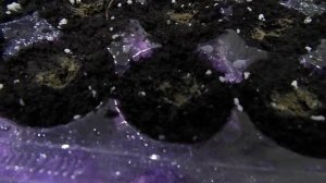 ГВОЗДИКА ДИАНА. ПОСЕВ СЕМЯН НА РАССАДУ.