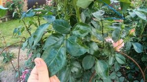 Розы флорибунда. Poesie (Поэзия)