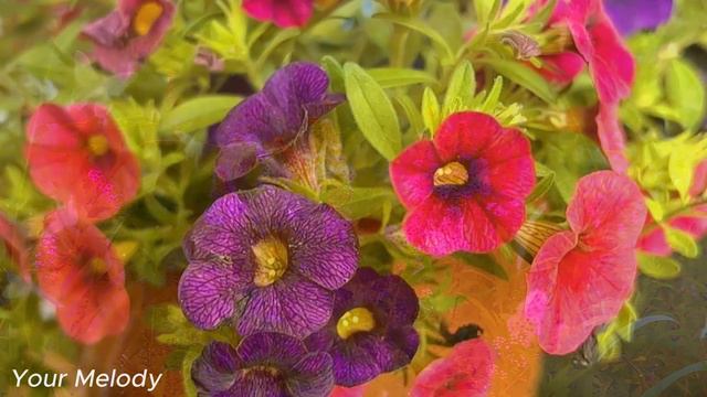 Музыка помогает расслабить нервную систему, улучшить память 🌿 музыка Сергея Грищука #2 смотреть онлайн