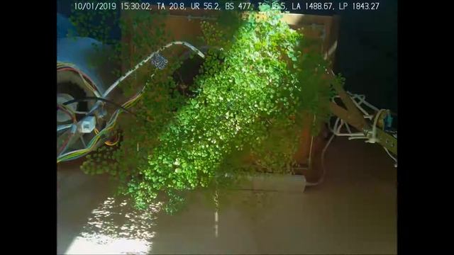 Capelvenere (Adiantum capillus-veneris) - Quasi 2 mesi di crescita (almost two months of growing) смотреть онлайн