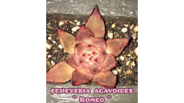 || CARE TIPS FOR ECHEVERIA AGAVOIDES || SUCCULENT TIPS || CARE TIPS || смотреть онлайн
