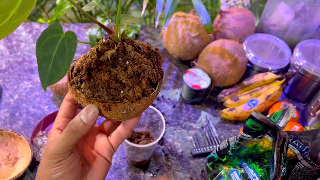 Anthurium Crystallinum x Magnificum Kokedama mount + More смотреть онлайн
