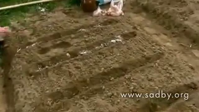 Как правильно сажать лук смотреть онлайн