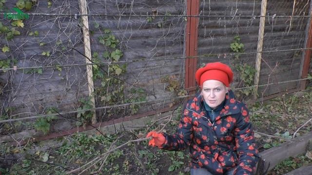 Как, чем и когда укрывать виноград - 7 дач смотреть онлайн