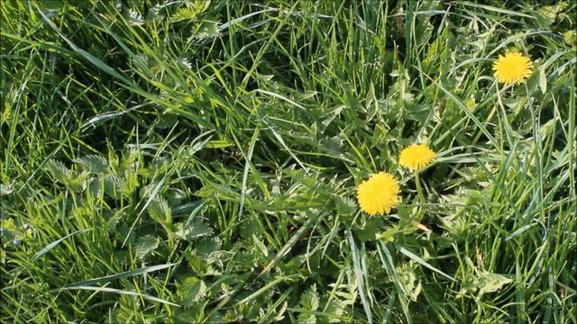 рассказ про одуванчики смотреть онлайн