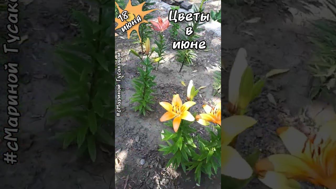 Какие цветы цветут в июне. Такая красота! #Лилии #Гортензия #Хоста #Спирея Японская 18 июня смотреть онлайн