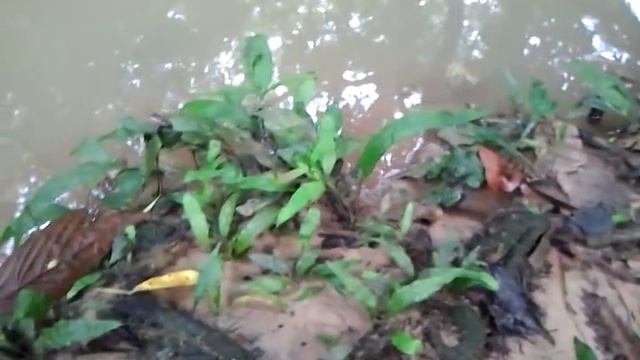 Java fern (microsorum pteropus) in natural habitat 3 смотреть онлайн