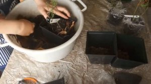 ГОЛУБИКА САДОВАЯ (ВЫСОКОРОСЛАЯ). КАК СОХРАНИТЬ САЖЕНЕЦ ДО ВЕСЕННЕЙ ПОСАДКИ?