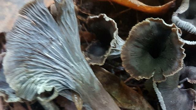 Вороночник рожковидный Лисичка чёрная Craterellus cornucopioides Лечебные свойства Часть 3 смотреть онлайн