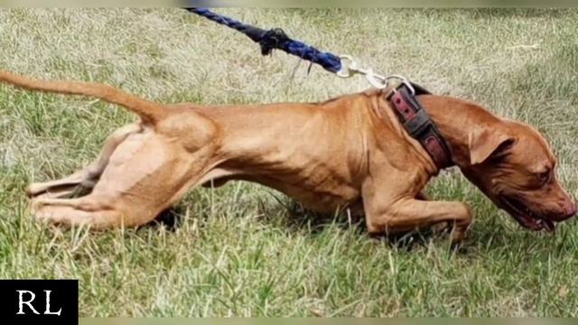 The Pit Bull - MACHOBUCK 5xW - Dog Fighter History - Grand Champion #apbt #dogfights #pitbulls