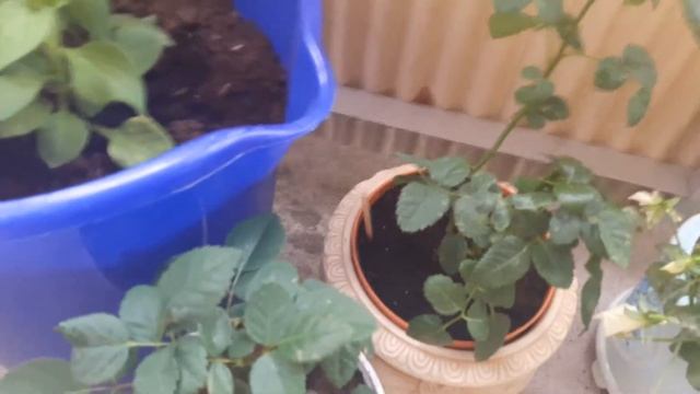 мои растения на балконе смотреть онлайн