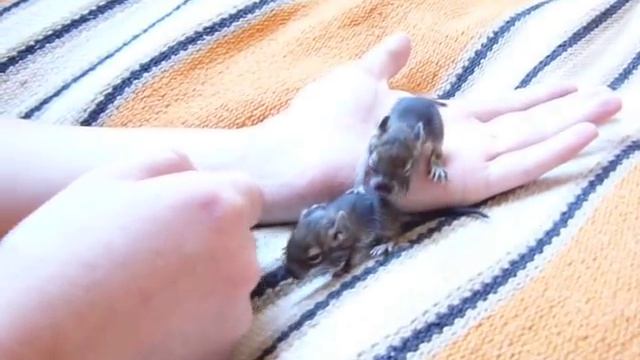 Новорожденные дегу