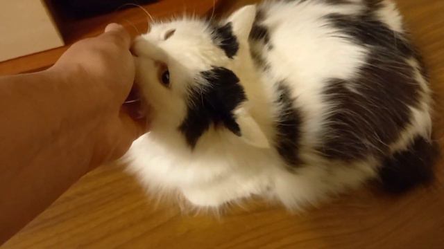 Руки искусаны,Снежка почти лысая🐈 смотреть онлайн