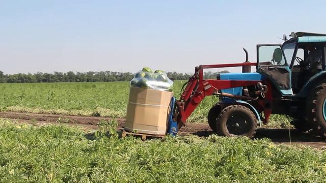 Арбуз Бомба F1 - Уборка. Краснодар. Часть 3 смотреть онлайн