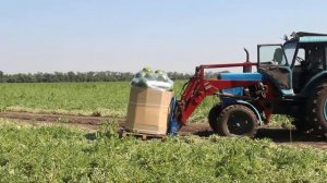 Арбуз Бомба F1 - Уборка. Краснодар. Часть 3