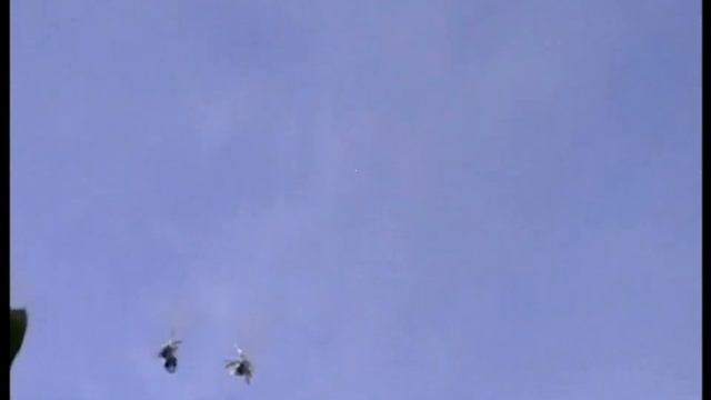 голуби Черного Я.Я. смотреть онлайн