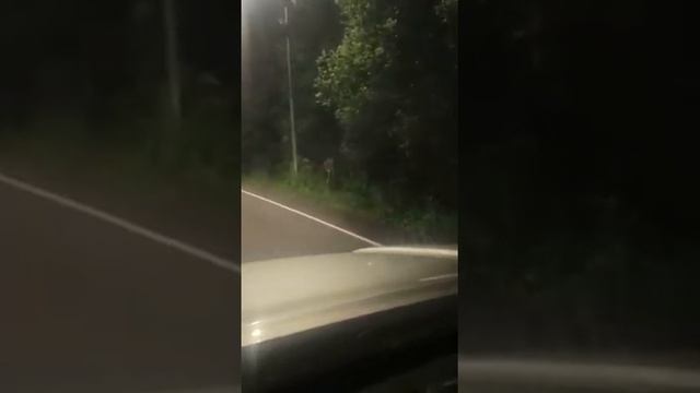 Что делать водителям при появлении диких животных на дорогах? смотреть онлайн
