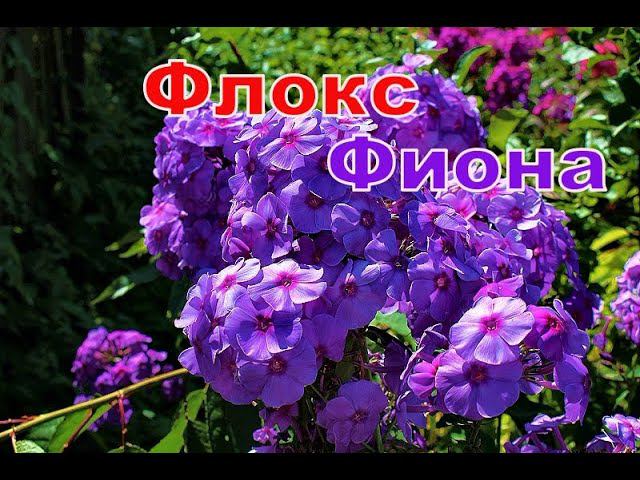 Флокс Фиона смотреть онлайн