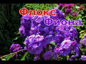 Флокс Фиона