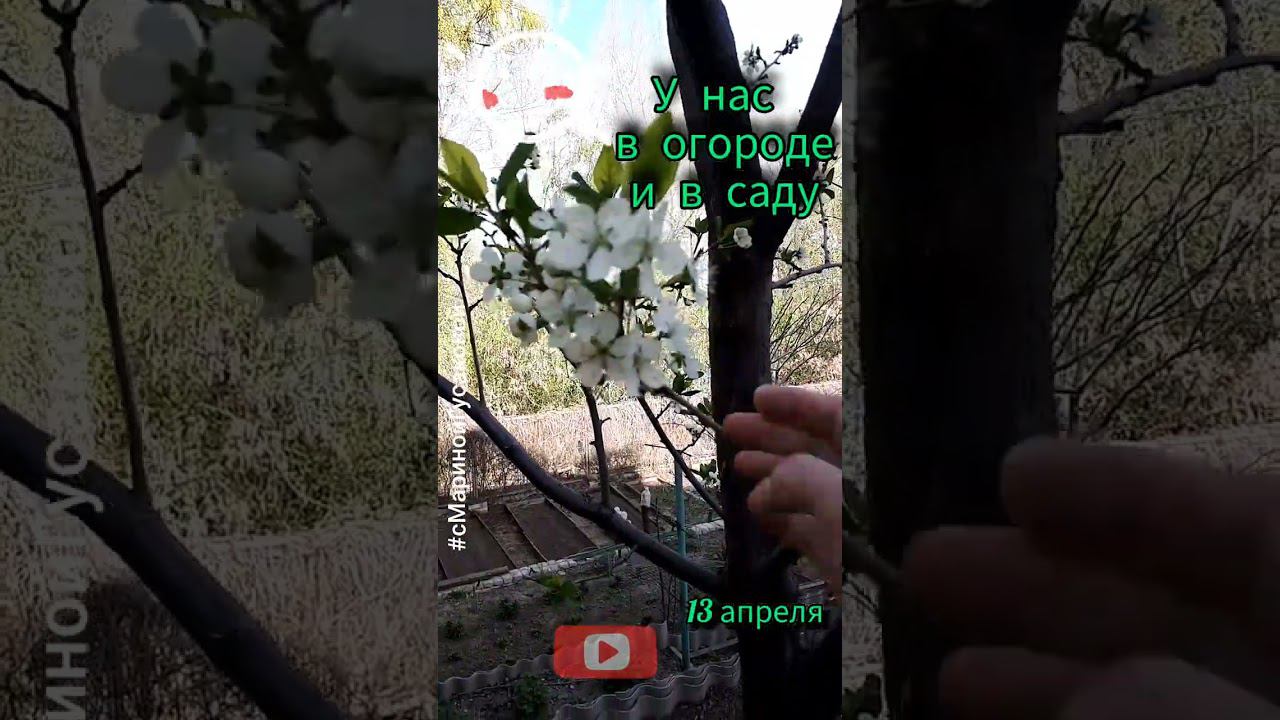 Во саду и в огороде. ЧЕСНОК, РЕДИС взошел. ТЮЛЬПАНЫ и деревья цветут | сМаринойГусаковой | 13.04.24 смотреть онлайн