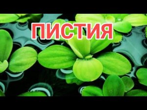 ПИСТИЯ.СОДЕРЖАНИЕ В АКВАРИУМЕ
