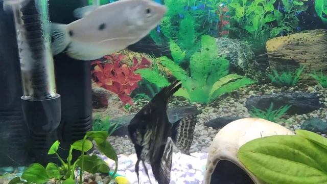 Аквариум 30 литров Перезагрузка. Скалярии Тернеции Гурами Молли.