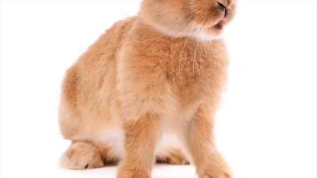 В чем разница между Зайцем и Кроликом? смотреть онлайн