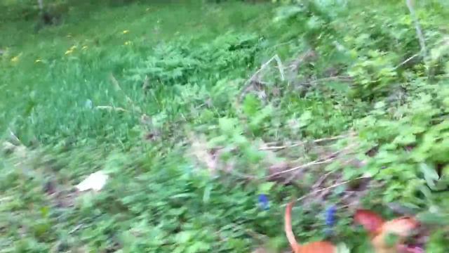 Чирнеко-садовник (Cirneco Dell'Etna)