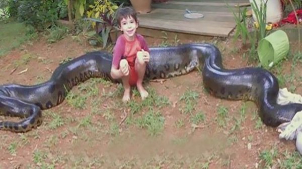 Anaconda vs Python!  World's Largest Snakes