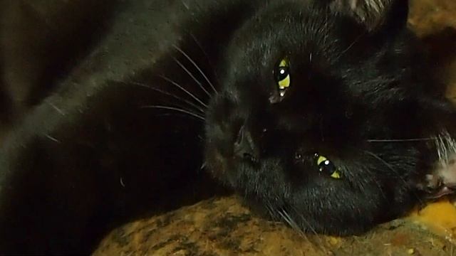 Olympus Pen Lite E-pl3. Black Female Cat.