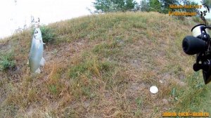 Ловля шамайки на спиннинг. Вертушки Larva Craft и Mepps.