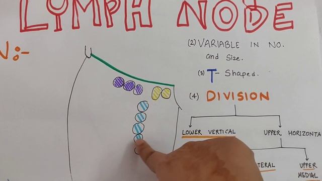 Superficial INGUINAL lymph nodes Anatomy made easy! смотреть онлайн