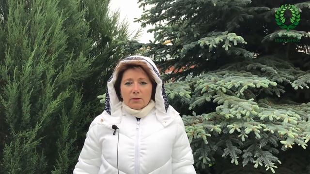 Трудная весна. Молодые кусты роз не растут, что делать? смотреть онлайн