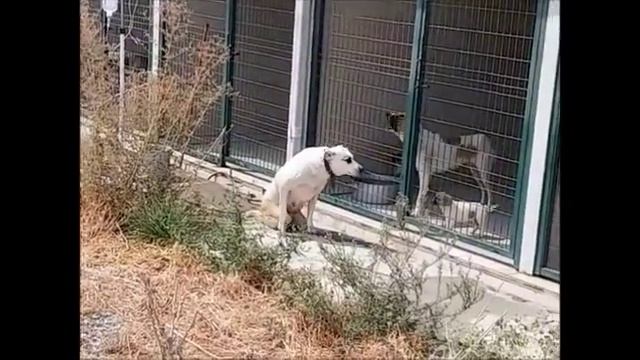 Система Баксу продолжается, рана обрабатывается. Белка как обычно, а Кузю откармливаем смотреть онлайн