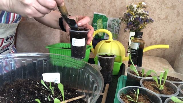 Пикировка статицы смотреть онлайн