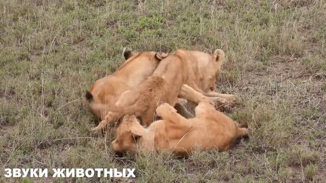 КАК ГОВОРЯТ ЖИВОТНЫЕ. ЗВУКИ ЗНАКОМЫХ ЖИВОТНЫХ курица, буйвол, коза, носорог, морской конек, чайк смотреть онлайн