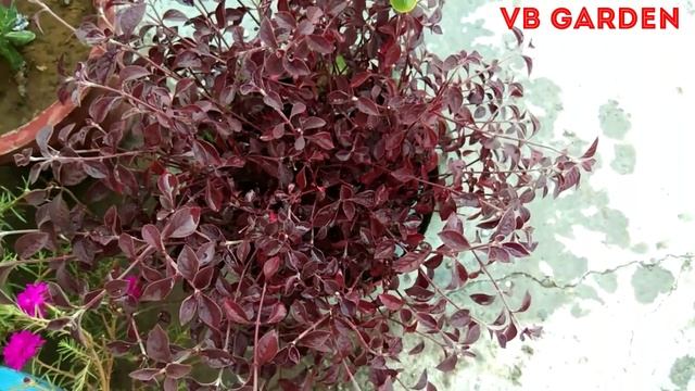 15 + Beautiful And Colourful Leaves Plant, Beautiful Leaf Plants