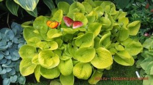 Хоста гибридная Мауи Баттеркапс (hosta) ? обзор: как сажать, саженцы хосты Мауи Баттеркапс