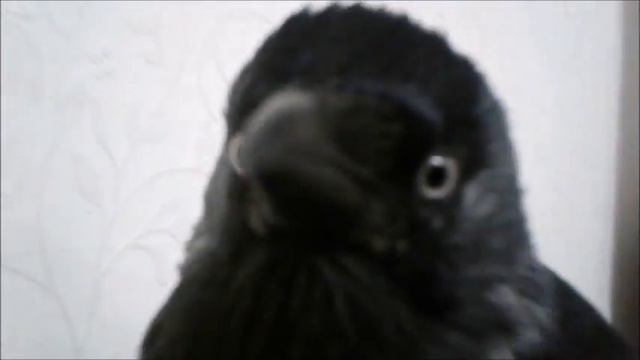 Домашняя галка