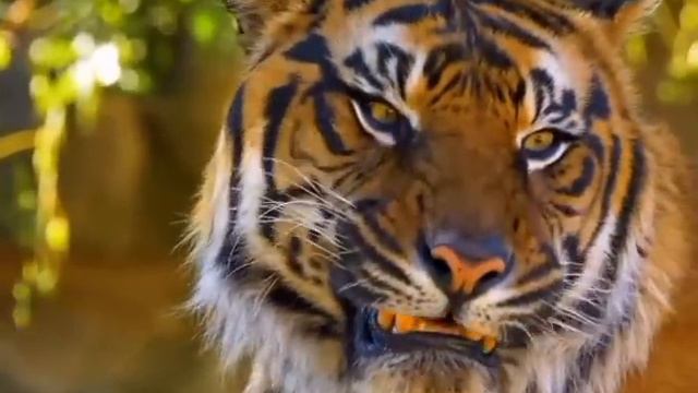 Мать героиня. Аховая ситуация. Чем все закончится?/ ДЕРЕВЕНСКИЙ ДНЕВНИК очень многодетной мамы смотреть онлайн