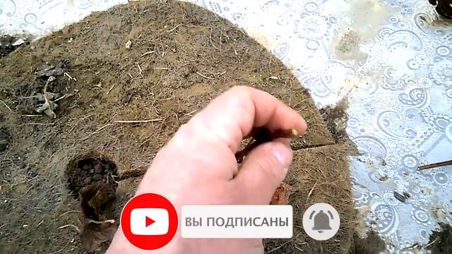 Обрезка МОЛОДОГО винограда на зиму. Правило ТРЕХ почек! смотреть онлайн