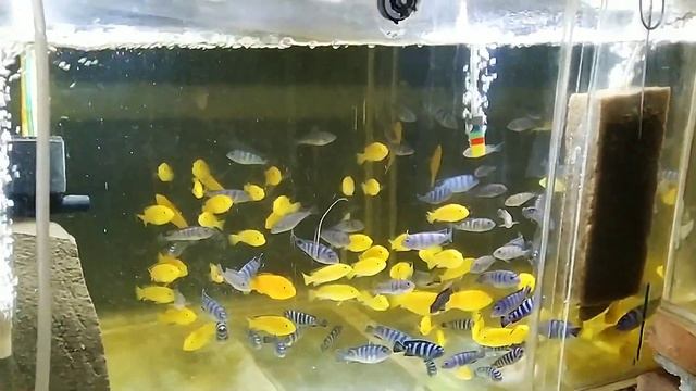 Обзор аквариумной фермы ИхтиАндр. смотреть онлайн